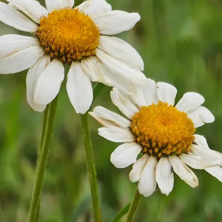 Coka Нова-Варош